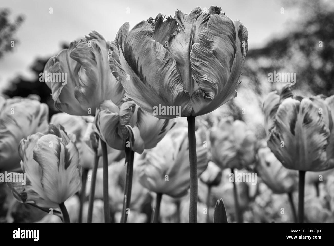 Albicocca Parrot tulipa tulipani con selvaggina di penna, arricciata, ritorto, sventolato petali a Kew Botanical Garden di Londra, Regno Unito Foto Stock