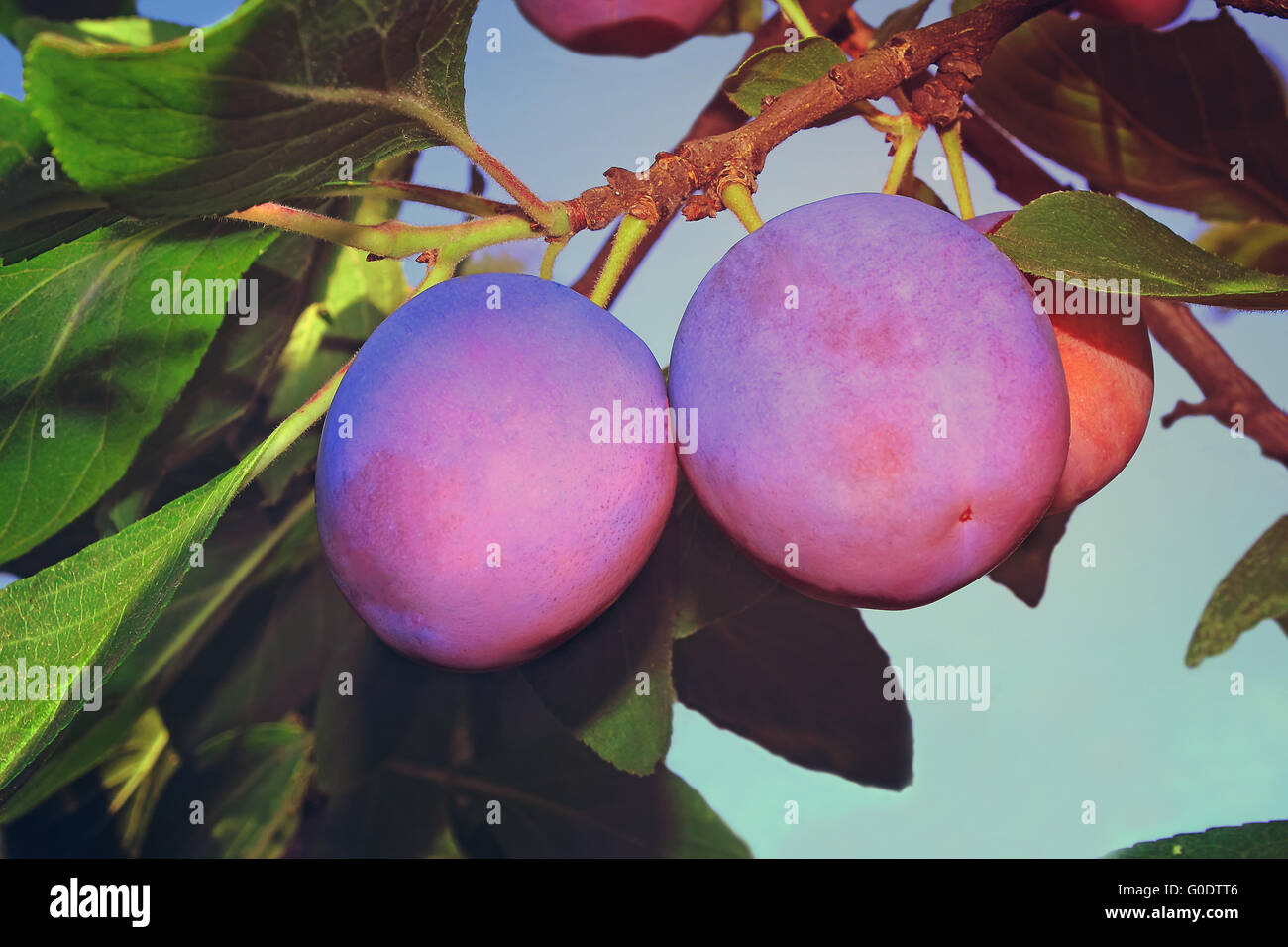 Grandi susine mature su un ramo di albero contro il blu Foto Stock