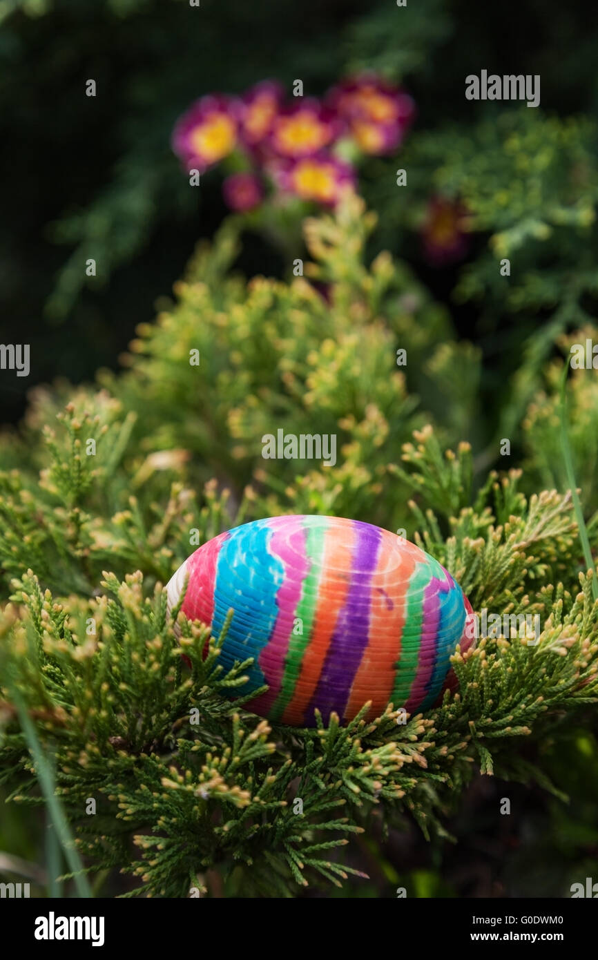 Abbellito striped easter egg nascosti nei rami di alberi di Natale sul colore di sfondo. Close-up Foto Stock