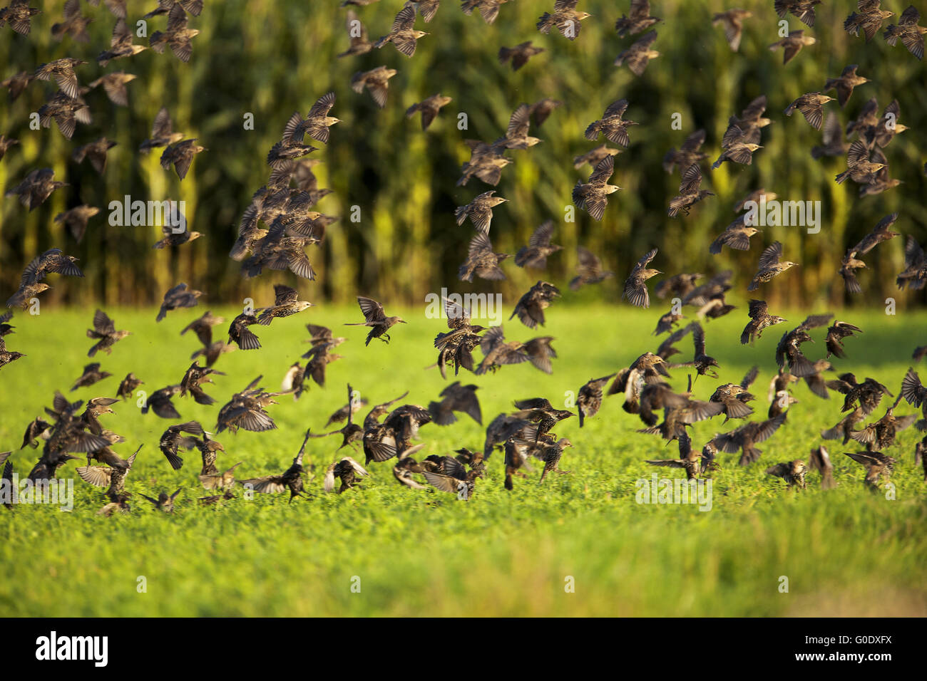 Volo di storni europei Foto Stock