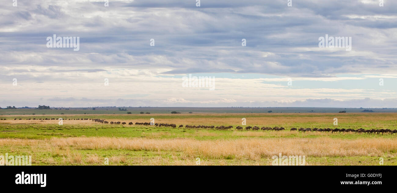Linea di gnu attraversando il Serengeti plain durante la migrazione annuale, Serengeti National Park, Tanzania Foto Stock