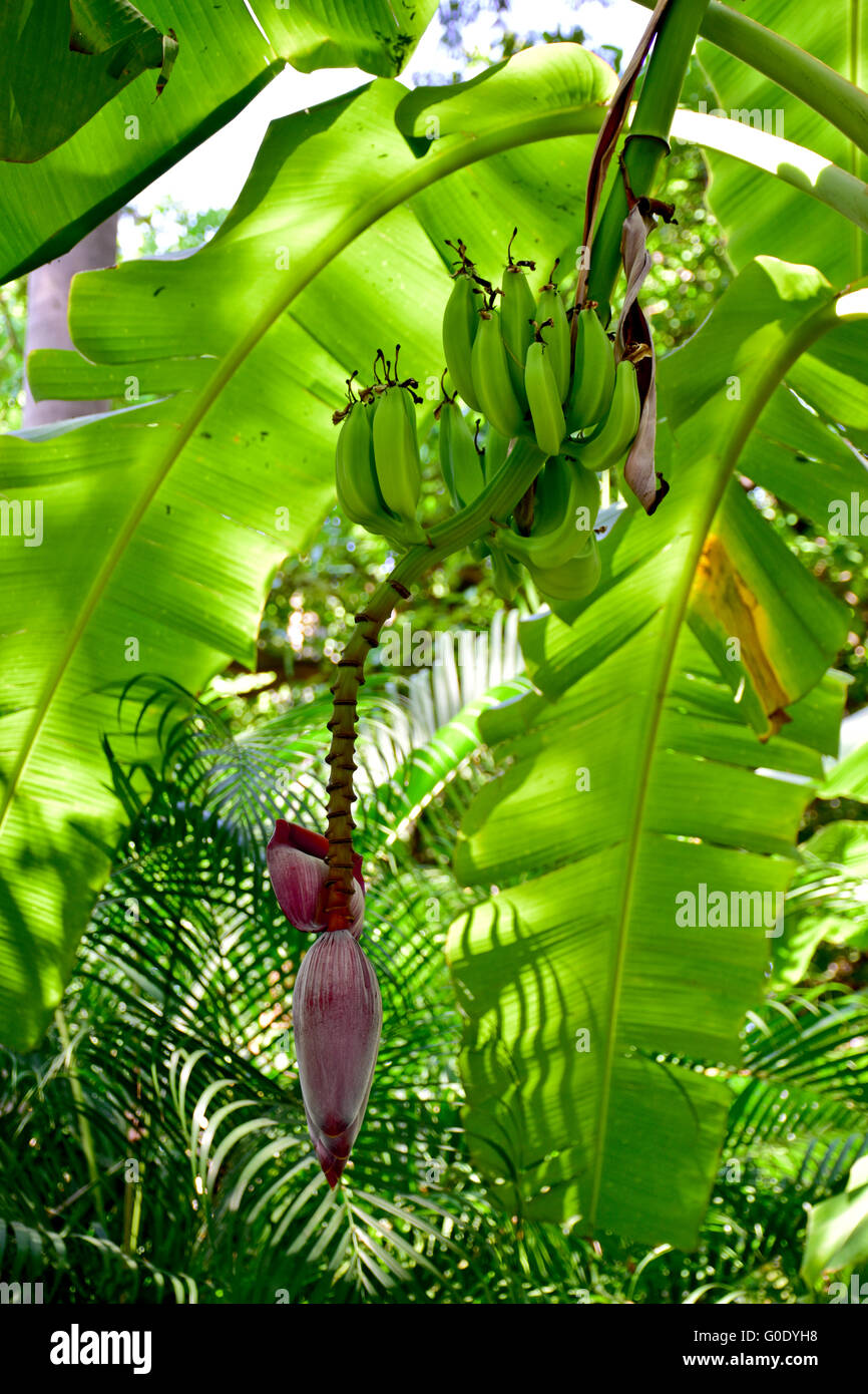 Banane e infiorescenza fiore cresce in Messico. Messicano di frutta tropicale. Foto Stock