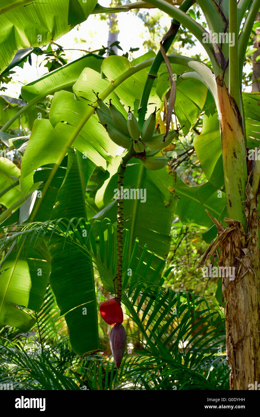 Banane e infiorescenza fiore cresce in Messico. Messicano di frutta tropicale. Foto Stock