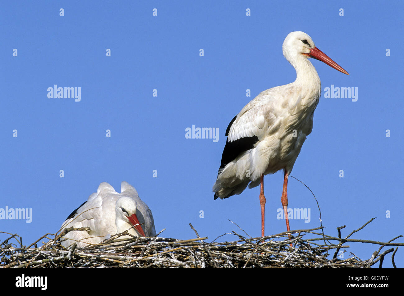 Cicogna bianca uccelli adulti sul loro nido Foto Stock