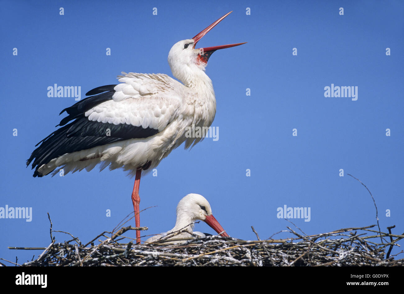 Cicogna bianca uccelli adulti sulla loro nest / Foto Stock