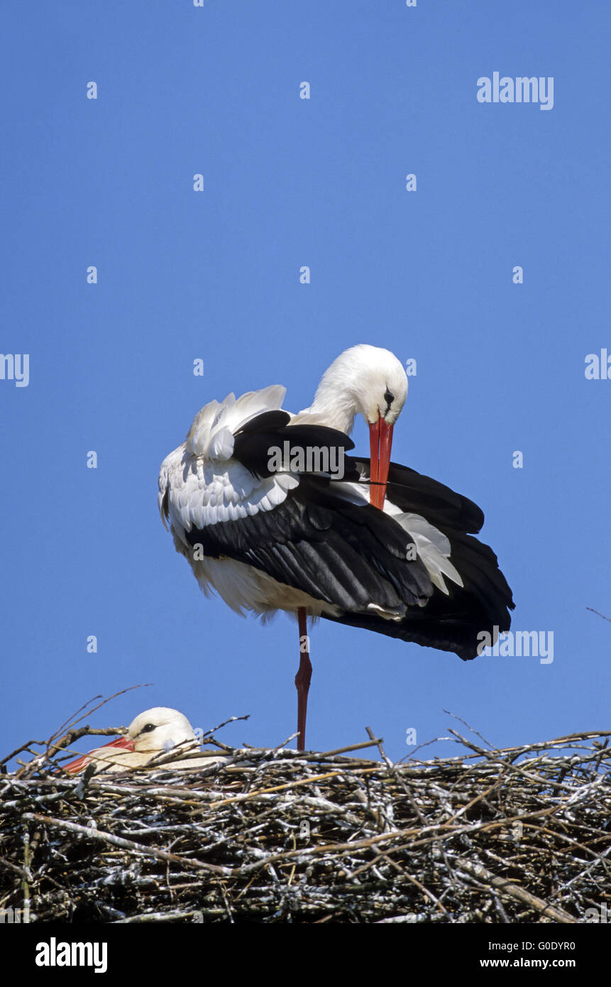 Cicogna bianca uccello adulto piumaggio toelettatura Foto Stock