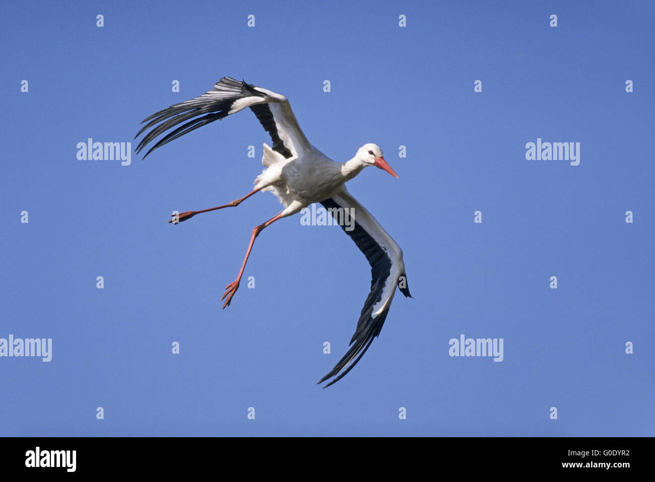 Cicogna bianca uccello adulto approccio atterraggio sul nido Foto Stock