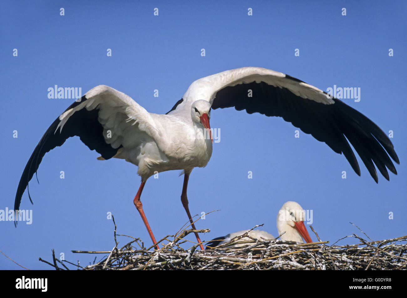 Cicogna bianca adulto uccello atterra sul suo nido Foto Stock