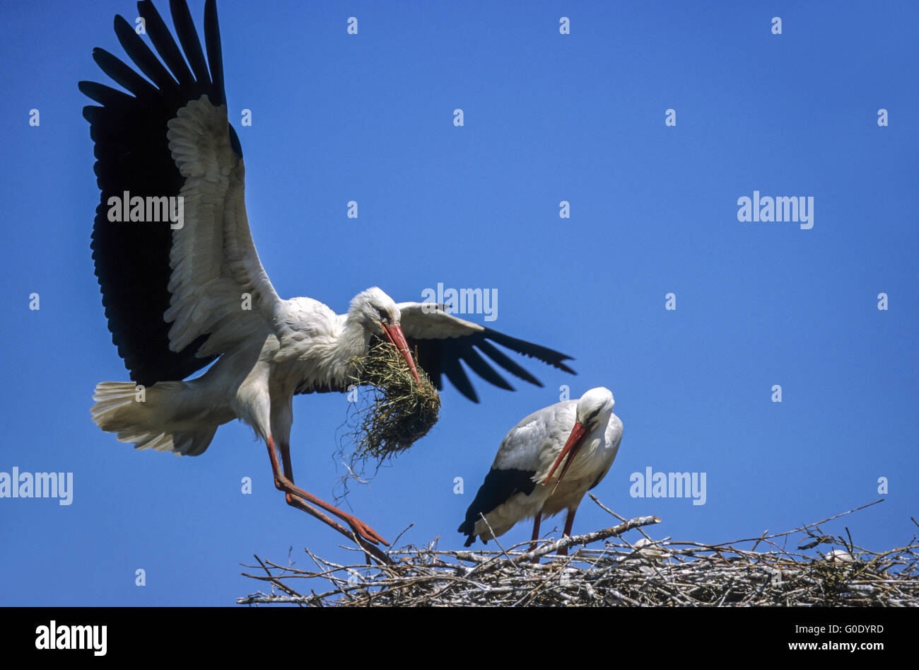 Cicogna bianca terre con materiale di nidificazione sul nido Foto Stock