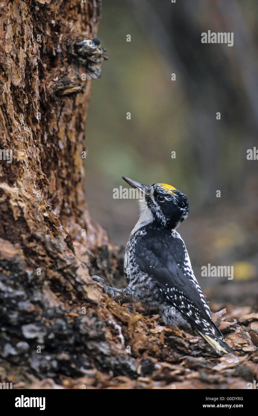 Tre-toed Woodpecker maschio adulto foraggio Foto Stock