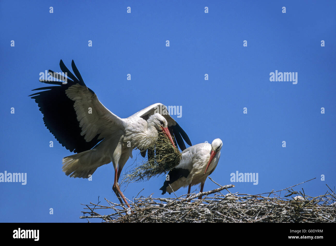 Cicogna bianca terre con materiale di nidificazione sul nido Foto Stock