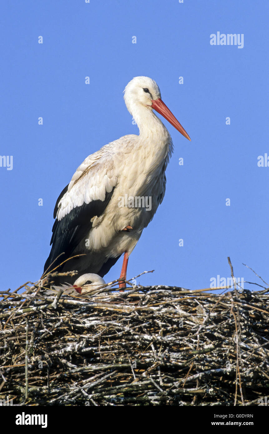 Cicogna bianca uccelli adulti sul loro nido Foto Stock