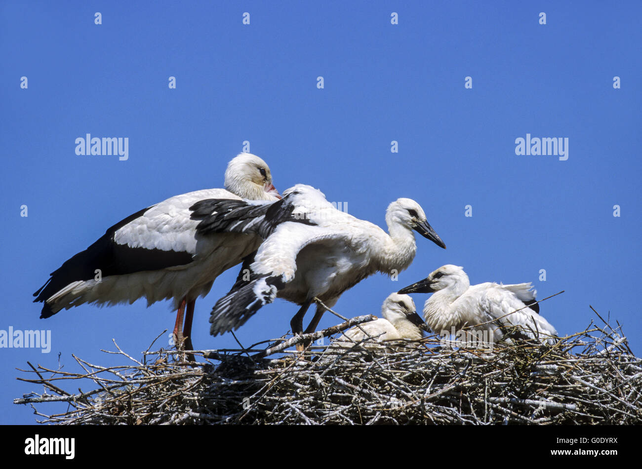 Cicogna bianca uccello giovane esercizio battenti Foto Stock