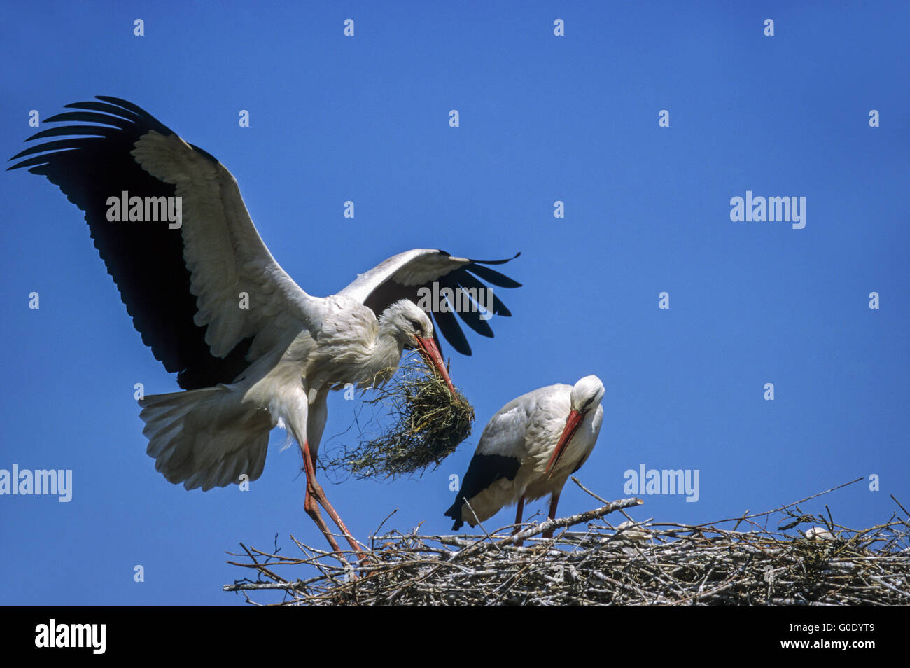 Cicogna bianca terre con materiale di nidificazione sul nido Foto Stock