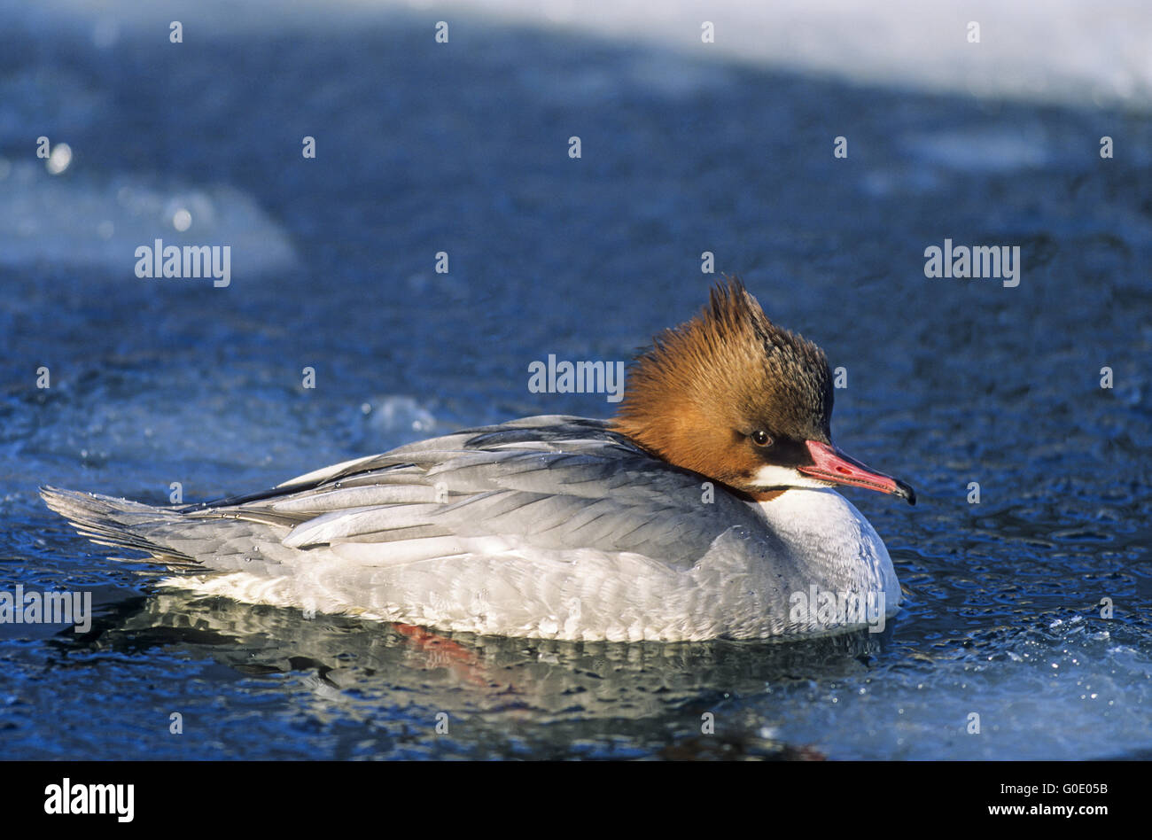 Smergo maggiore uccello femmina nuota sul pelo libero dell'acqua Foto Stock