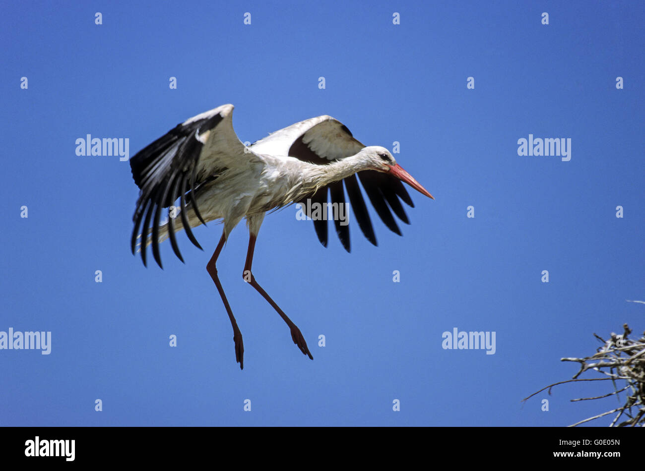 Cicogna bianca uccello adulto approccio atterraggio sul nido Foto Stock