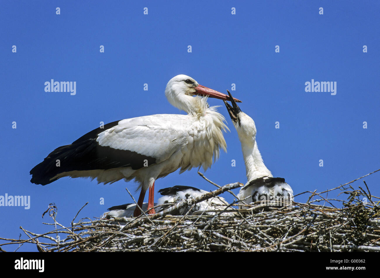 Cicogna bianca uccello adulto alimenta un giovane uccello Foto Stock