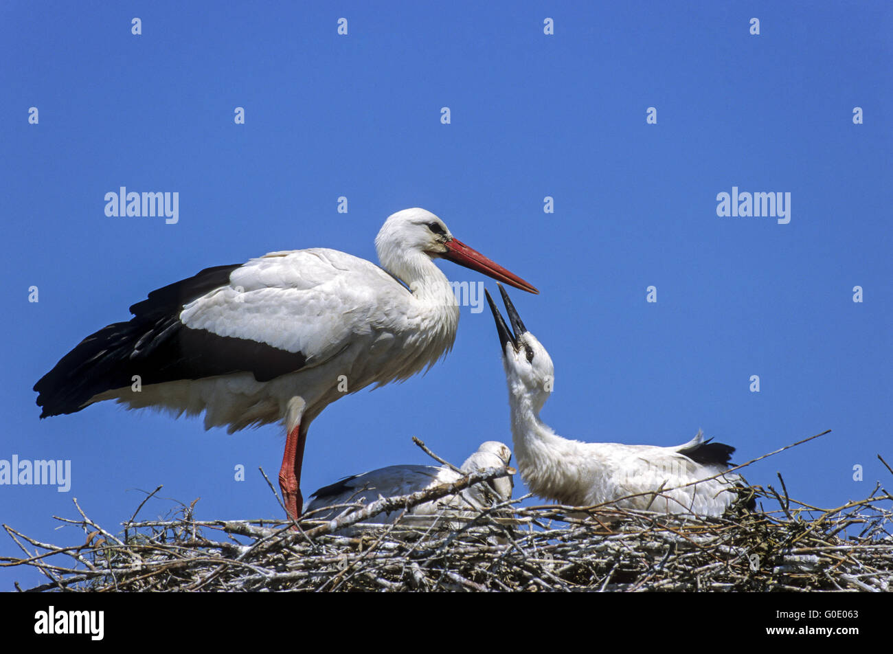 Cicogna bianca uccello adulto alimenta un giovane uccello Foto Stock