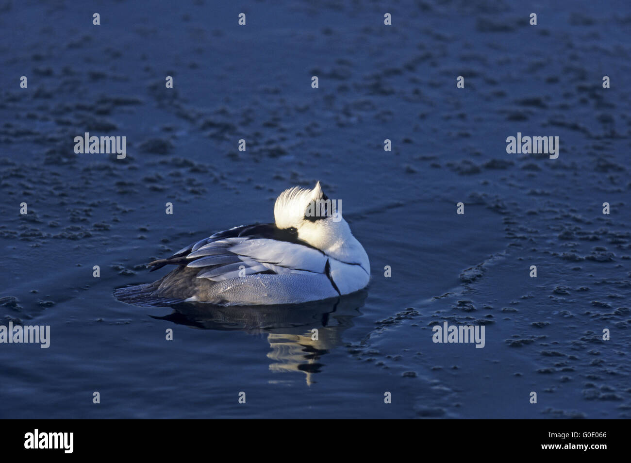 Smew uccello maschio nel piumaggio di allevamento Foto Stock