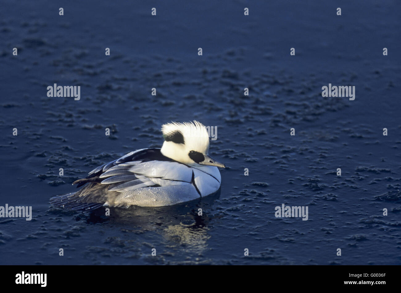 Smew uccello maschio nel piumaggio di allevamento Foto Stock