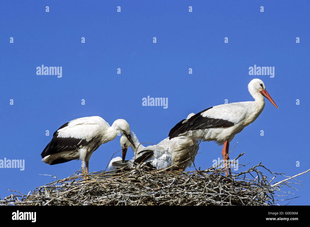 Cicogna bianca uccelli adulti e bambini uccelli Foto Stock