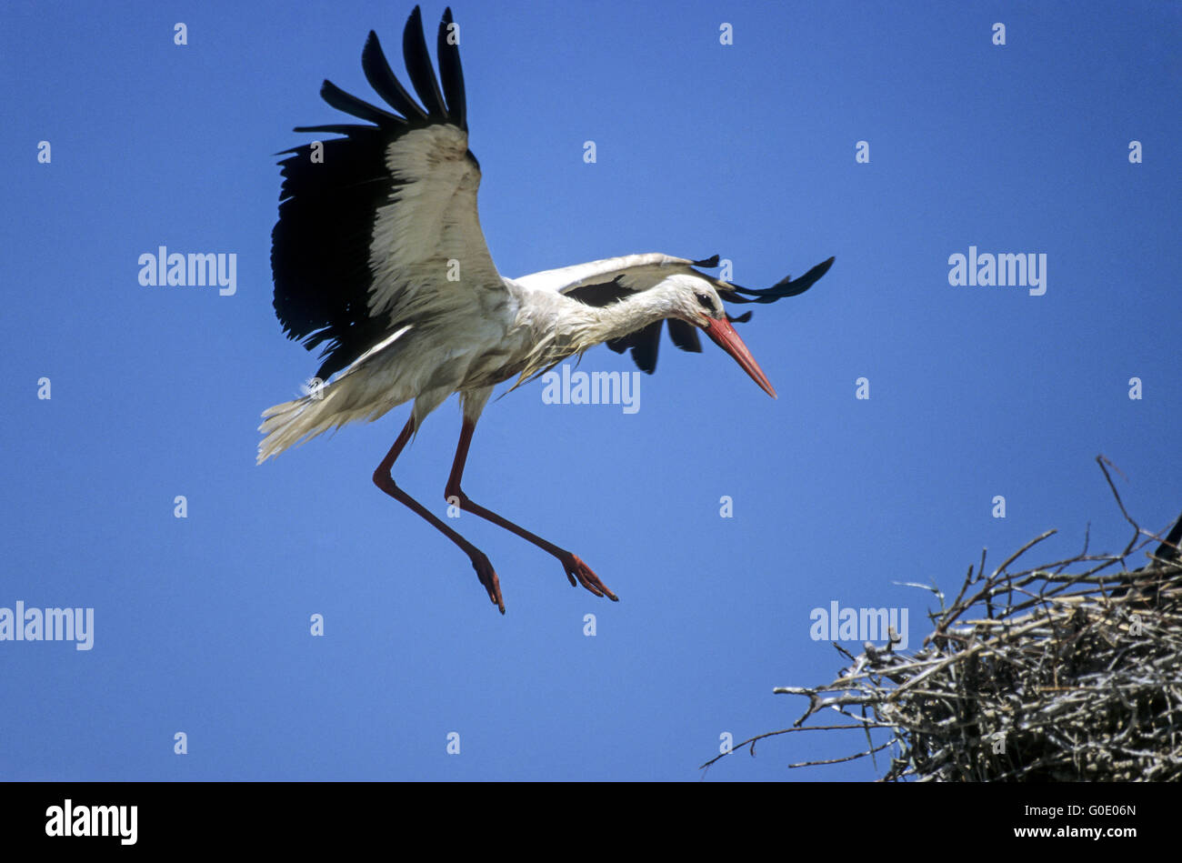 Cicogna bianca uccello adulto approccio atterraggio sul nido Foto Stock