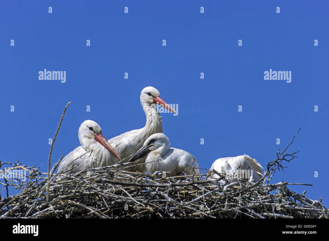 Cicogna bianca uccello adulto e bambino uccelli Foto Stock