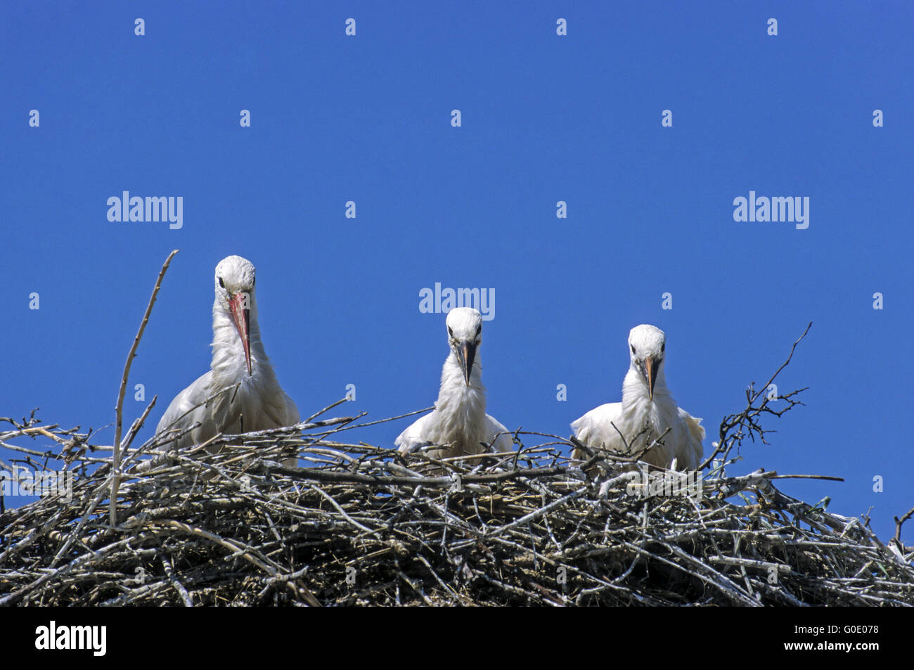 Cicogna bianca uccello adulto e bambino uccelli Foto Stock