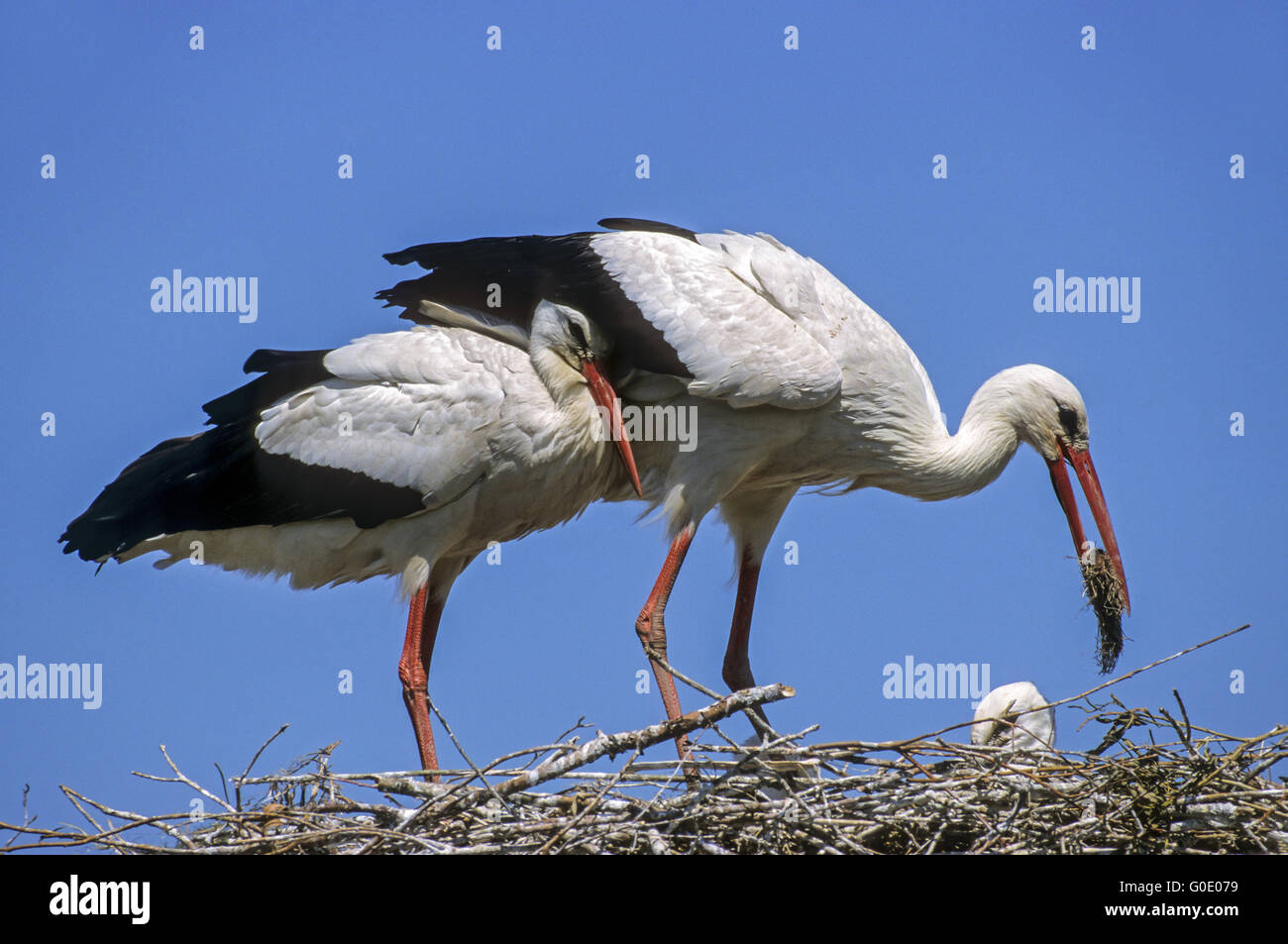 Cicogna bianca con materiale di nidificazione sul suo nido Foto Stock