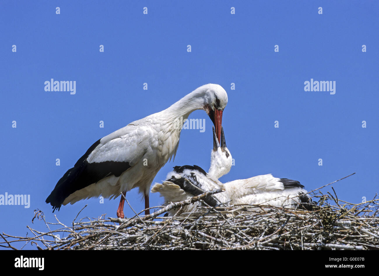 Cicogna bianca uccello adulto alimenta un giovane uccello Foto Stock