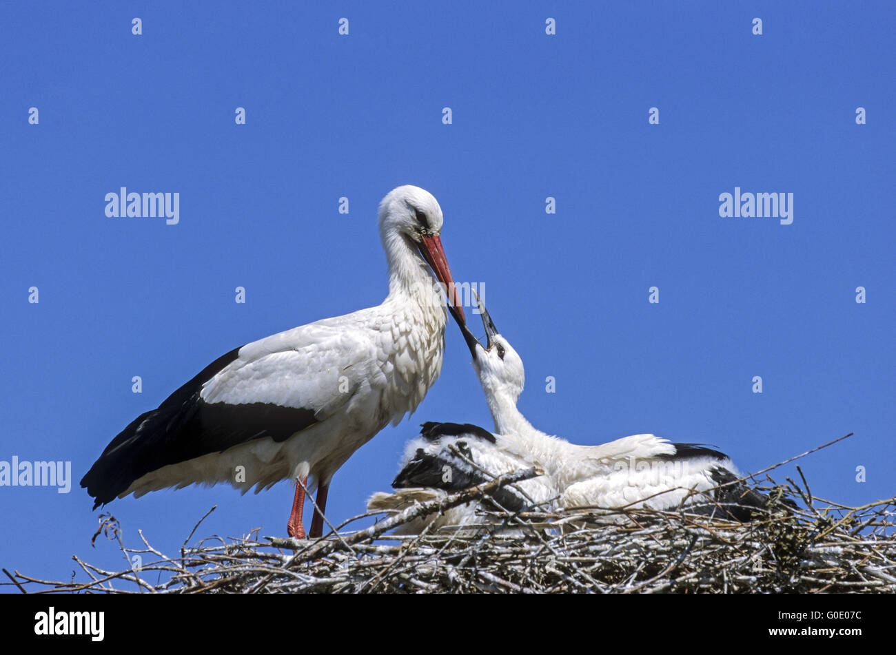 Cicogna bianca uccello adulto alimenta un giovane uccello Foto Stock