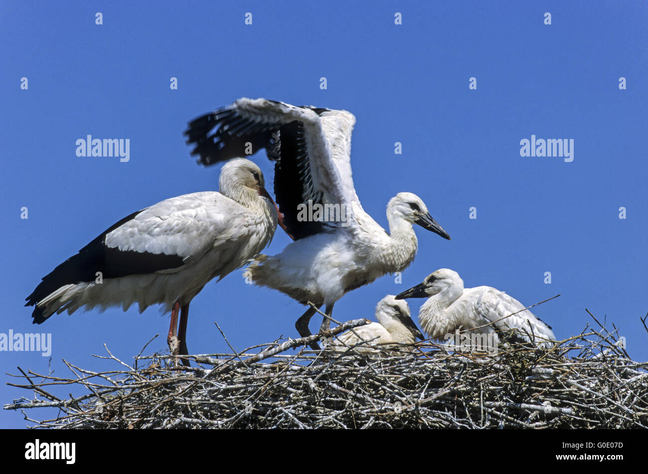 Cicogna bianca uccello giovane esercizio volando sul nido Foto Stock