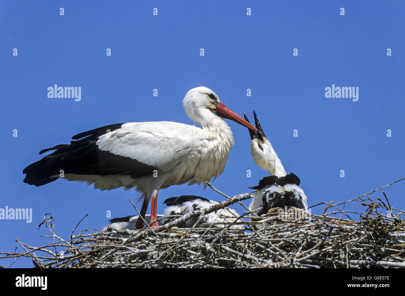Cicogna bianca uccello adulto alimenta un giovane uccello Foto Stock