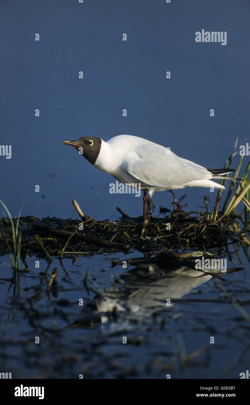 A testa nera Gabbiano nel piumaggio di allevamento Foto Stock