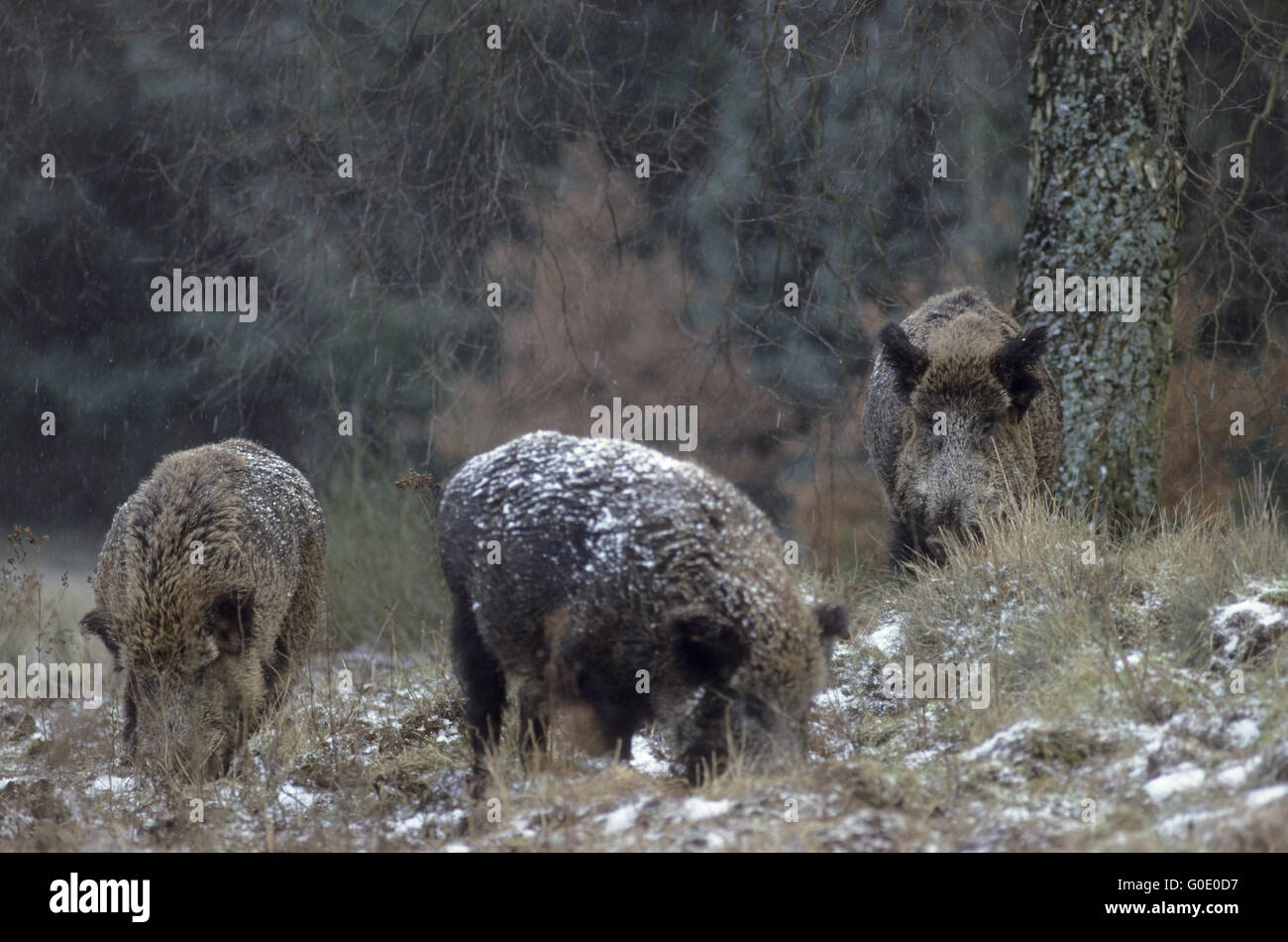 Il Cinghiale tusker e scrofe nella stagione della riproduzione Foto Stock