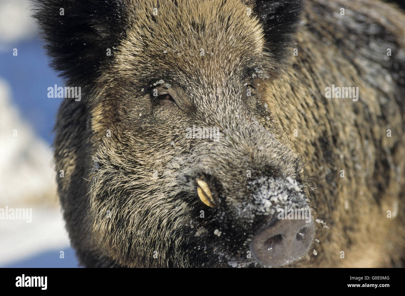 Il Cinghiale tusker ritratto Foto Stock