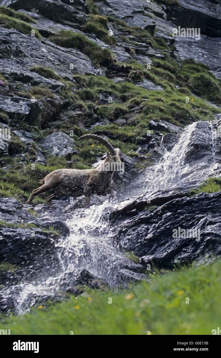 Alpine Ibex buck attraversa un torrente di montagna Foto Stock