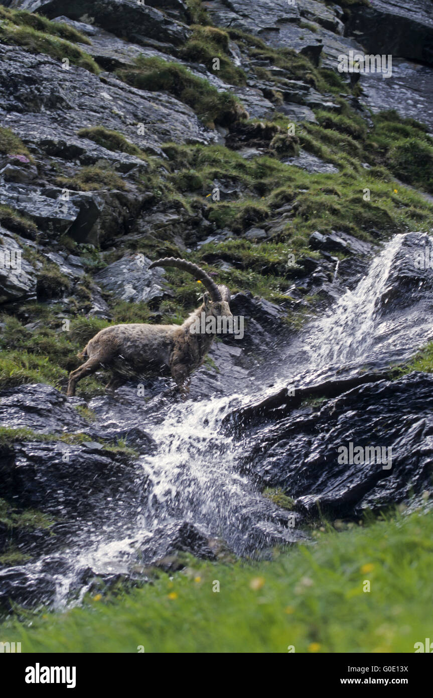 Alpine Ibex buck attraversa un torrente di montagna Foto Stock