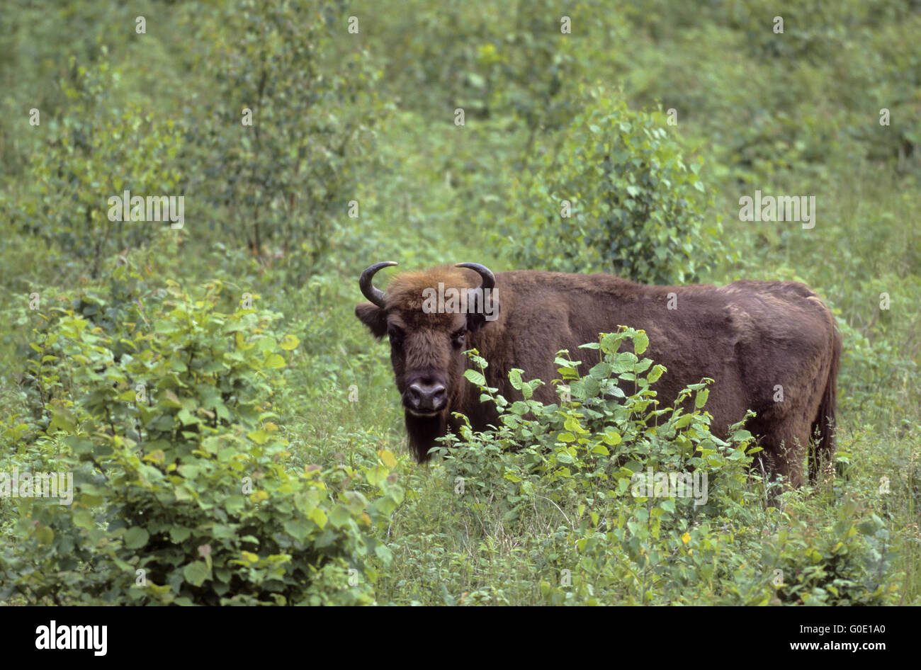 Il bisonte europeo mucca sorge in una radura della foresta Foto Stock