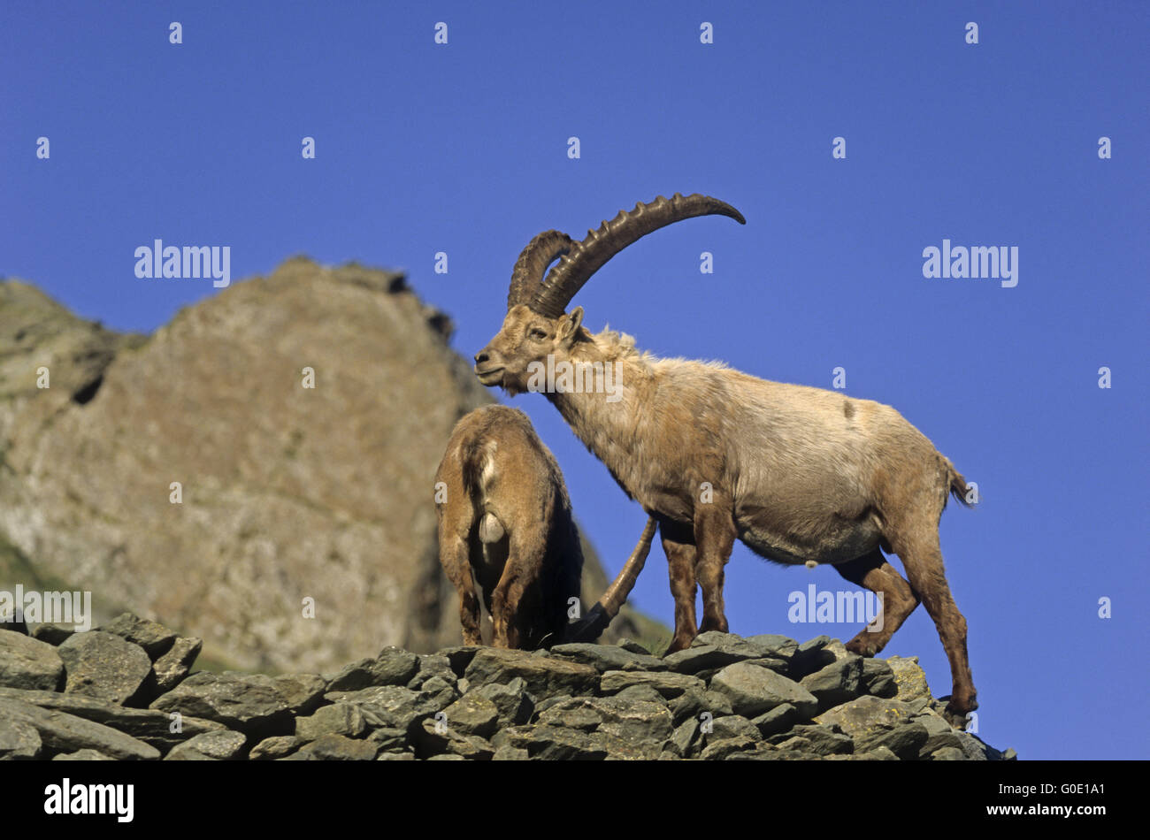 Alpine Ibex buck sorge in alta montagna Foto Stock