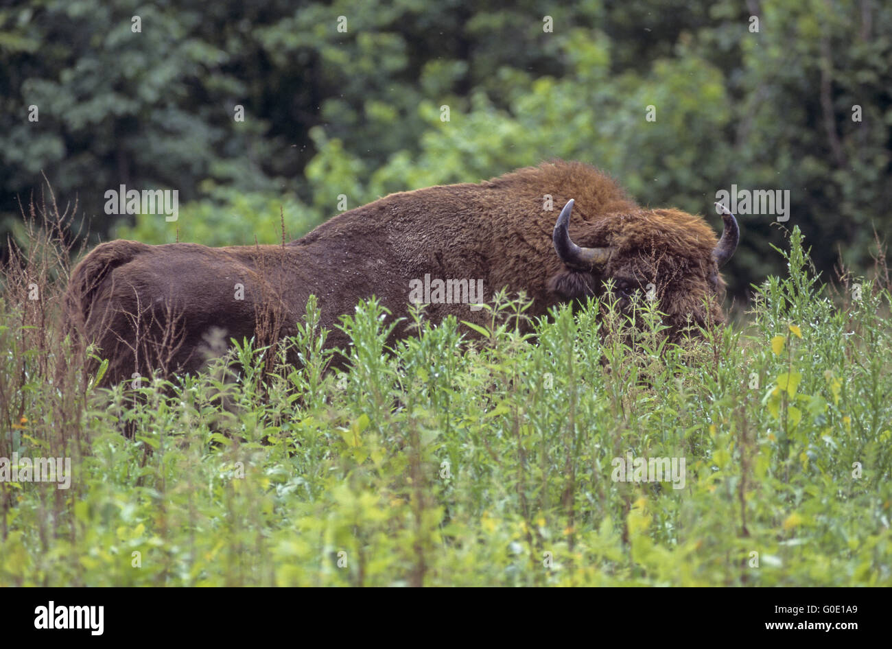 Il bisonte europeo bull sorge in una radura della foresta Foto Stock