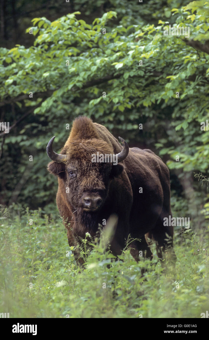 Il bisonte europeo bull sorge in una radura della foresta Foto Stock