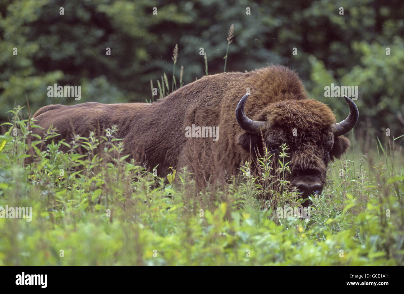 Il bisonte europeo bull sorge in una radura della foresta Foto Stock