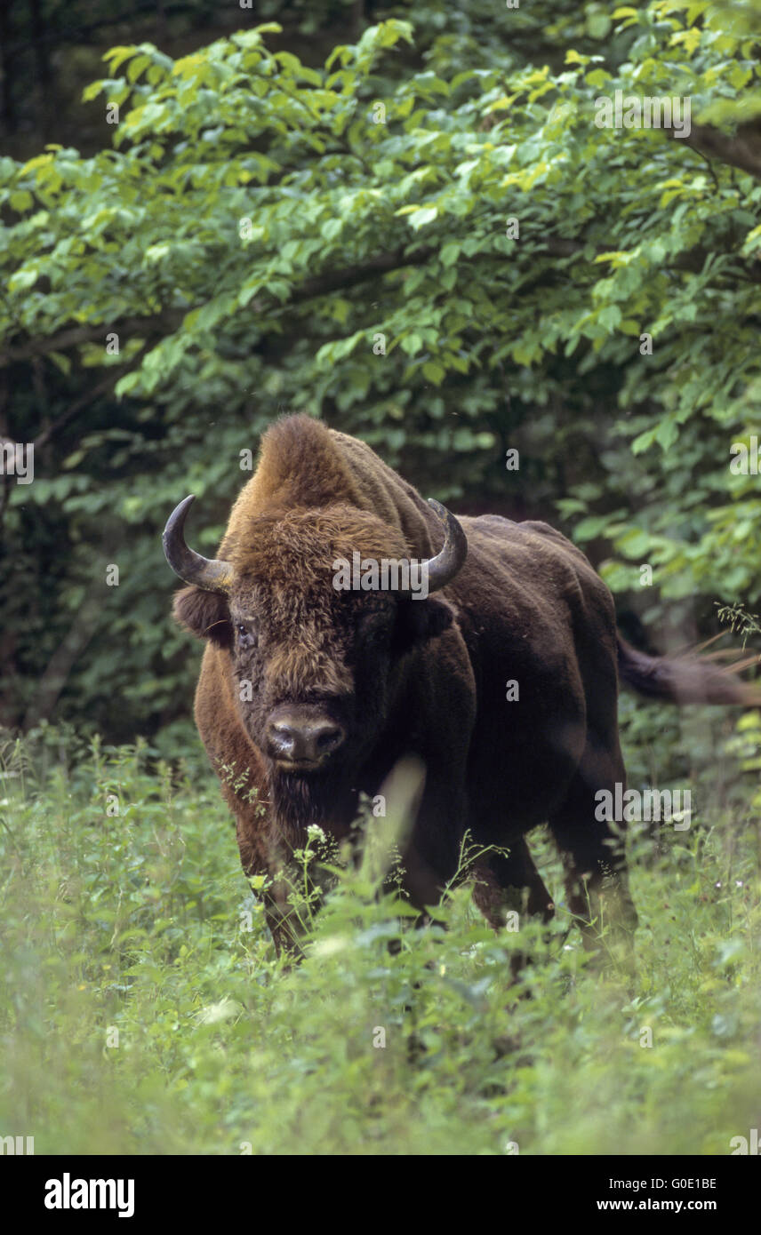 Il bisonte europeo bull sorge in una radura della foresta Foto Stock