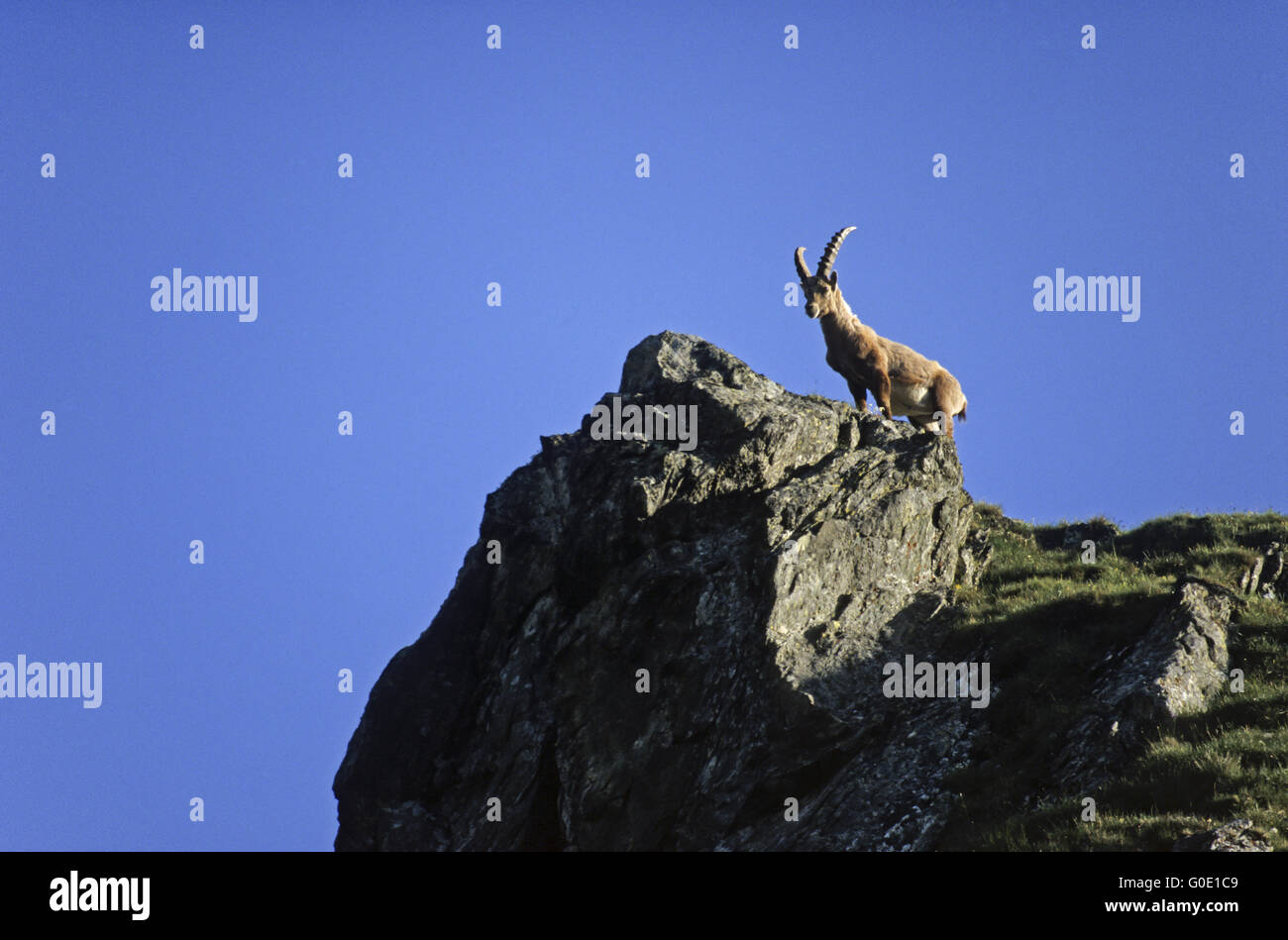 Alpine Ibex buck sorge su un picco di montagna Foto Stock