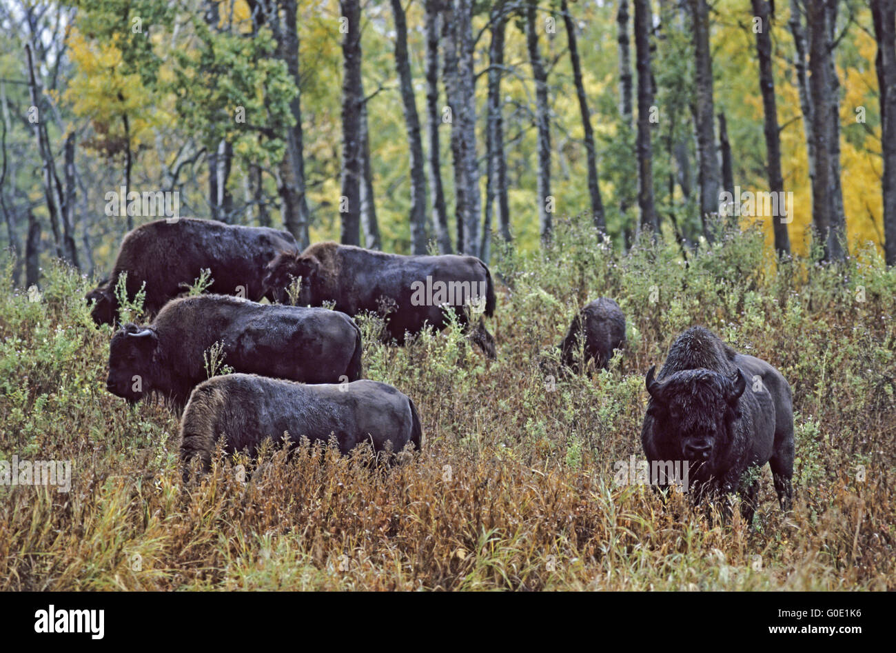 Il bisonte americano bull, vacche e vitelli Foto Stock Il bisonte americano bull, vacche e vitelli Foto Stock