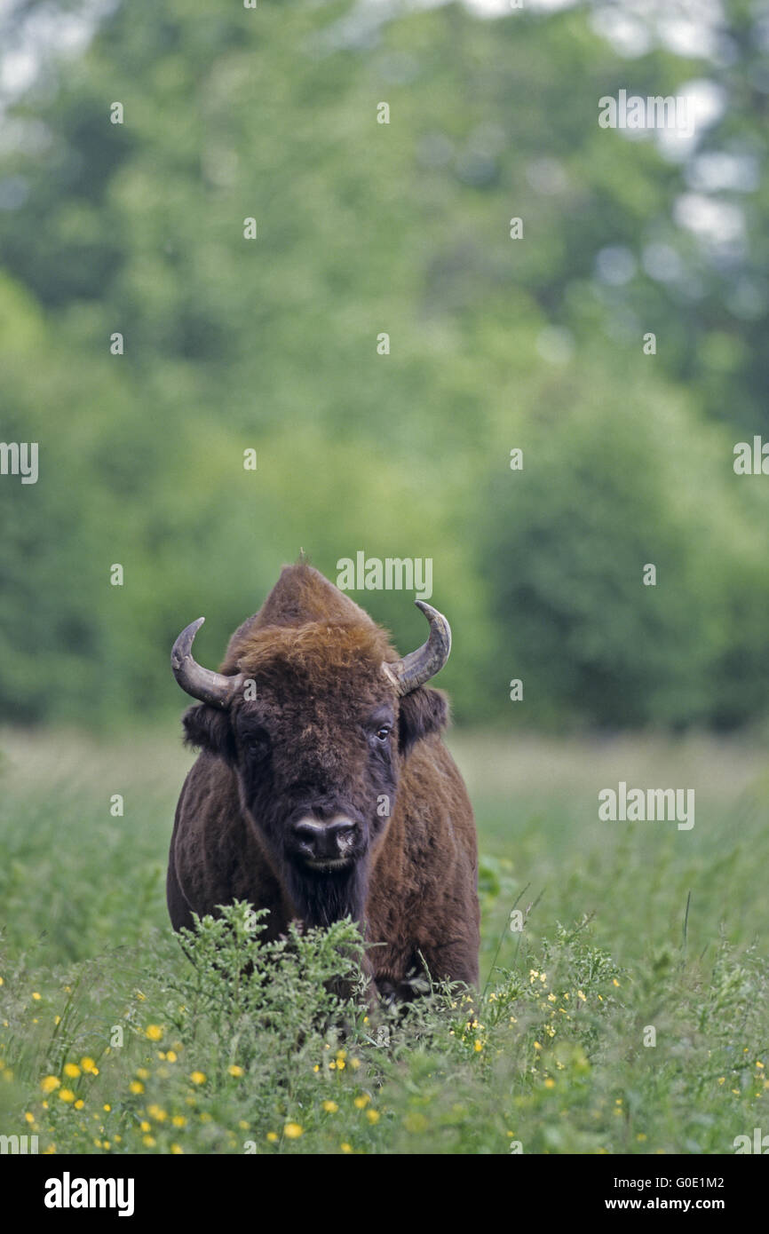 Il bisonte europeo bull sorge in una foresta in Prato Foto Stock