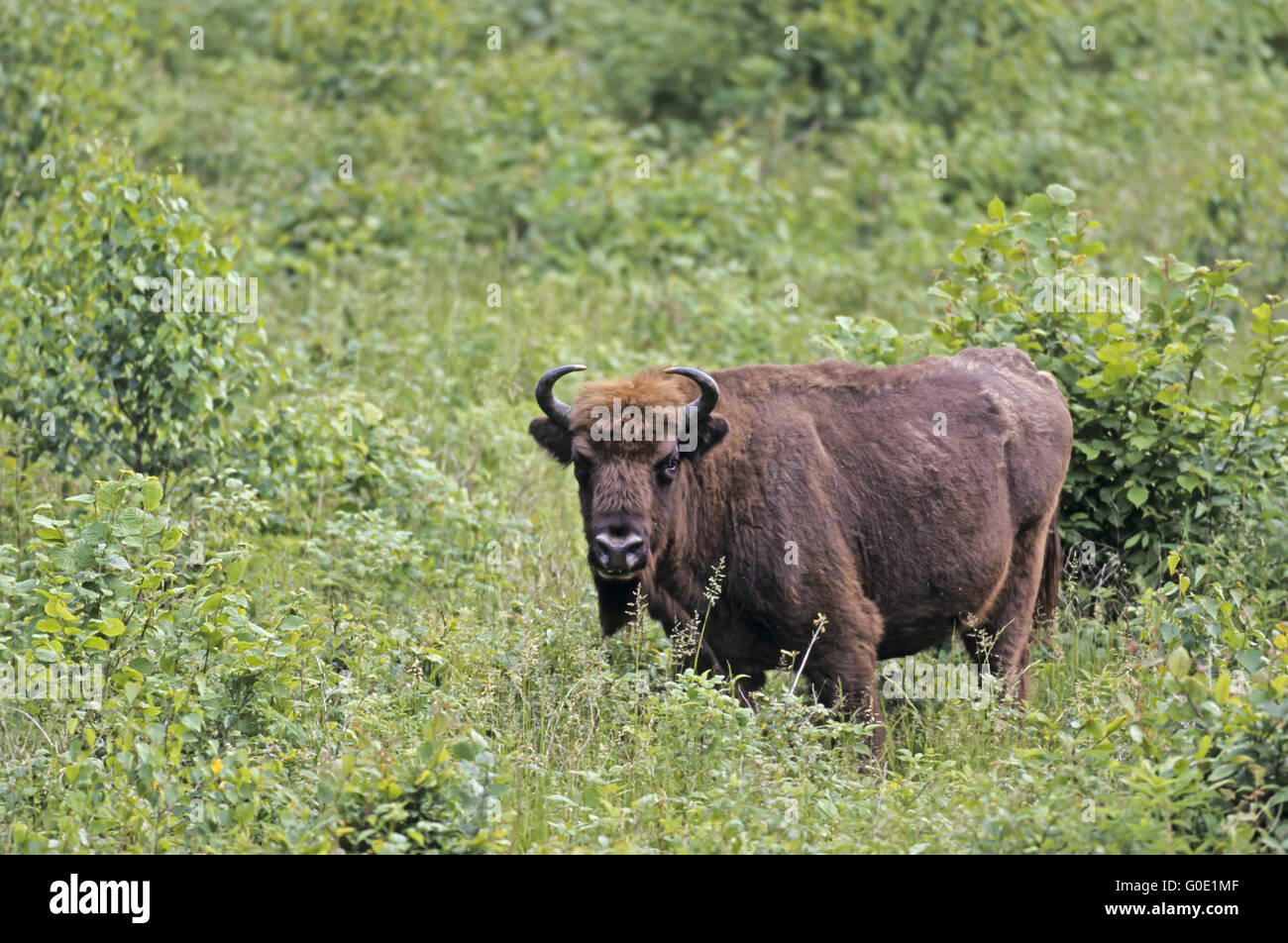 Il bisonte europeo mucca sorge in una radura della foresta Foto Stock