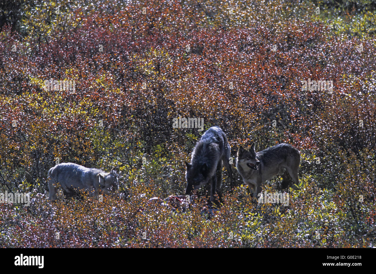 Lupi grigi mangime a dallâ pecore kill Foto Stock