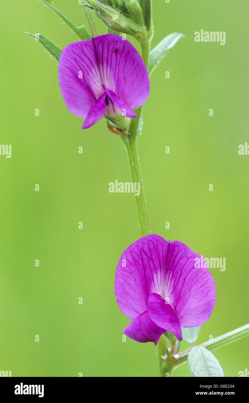 A stretta lasciarono la veccia stato anche una parte della dieta umana Foto Stock